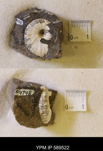 undet. Scaphitidae
