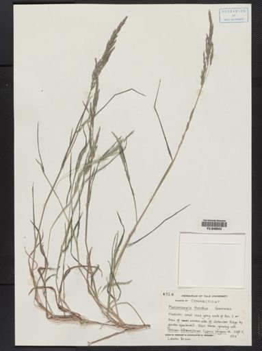 Muhlenbergia frondosa