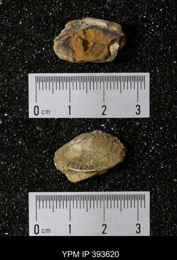 Ostrea glabra