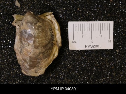 Inoceramus sp.