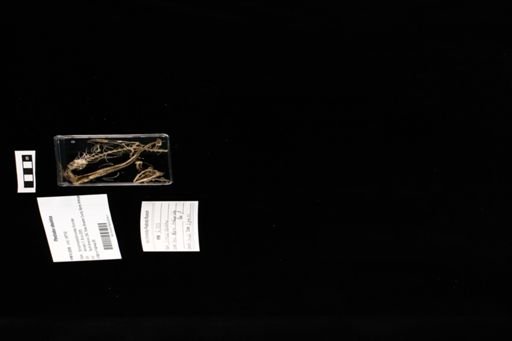 Plestiodon obsoletus