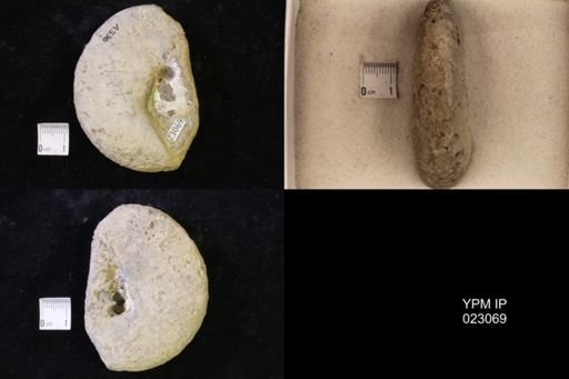Hoploscaphites melloi