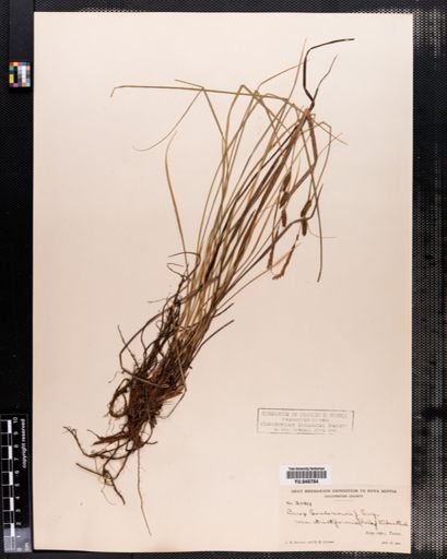 Carex nigra