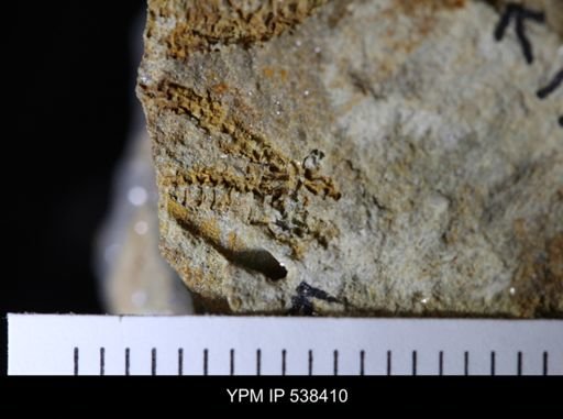 undet. Stelleroidea