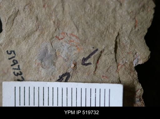 undet. Mollusca