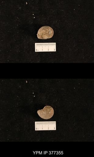 undet. Gastropoda