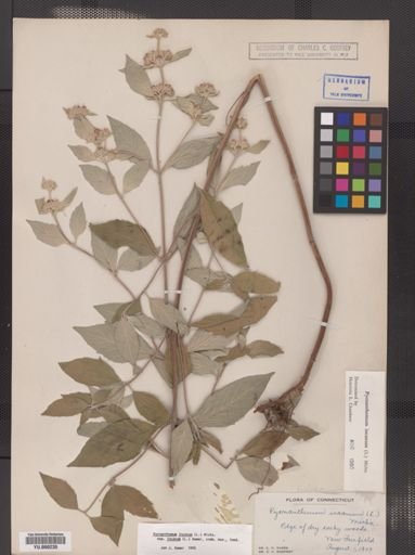 Pycnanthemum incanum