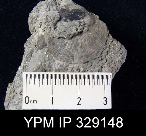 Schuchertella perversus