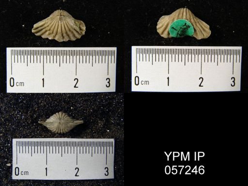 Trematospira costata