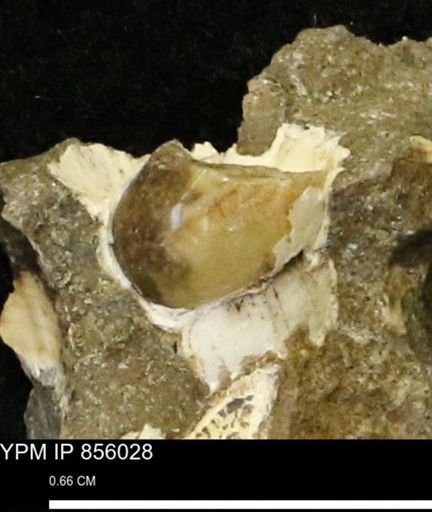 undet. Gastropoda