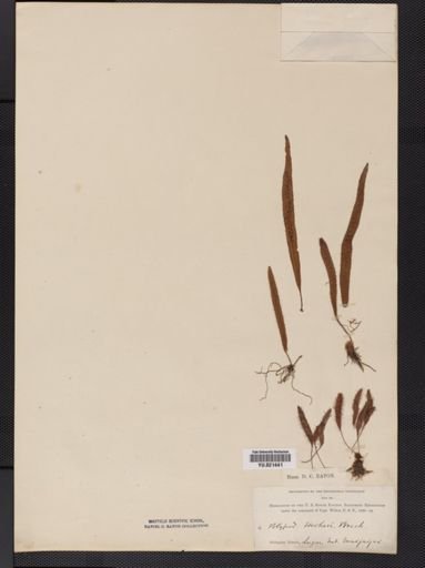 Polypodium
