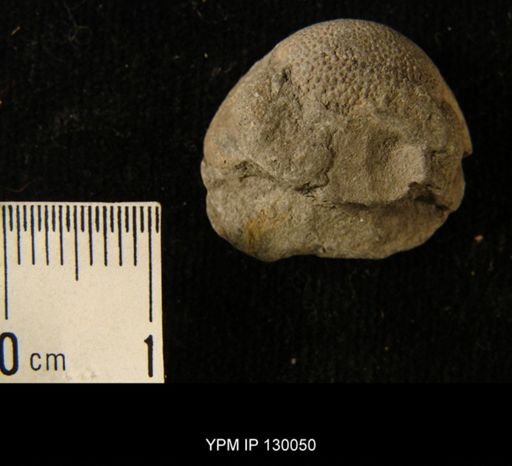 Phacops rana