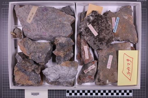 mixed taxa, stratigraphic collection
