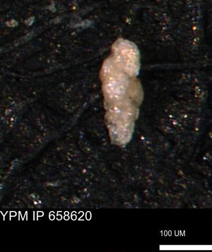 undet. Foraminiferida
