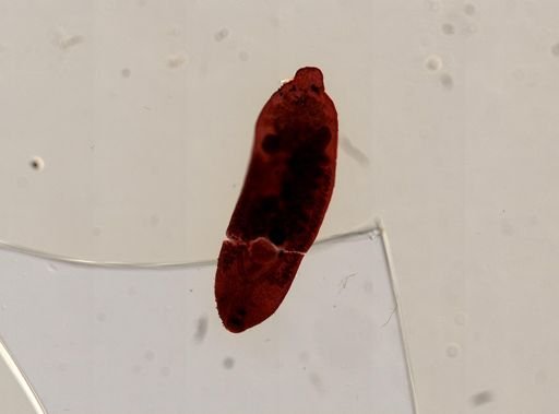 Platyhelminthes
