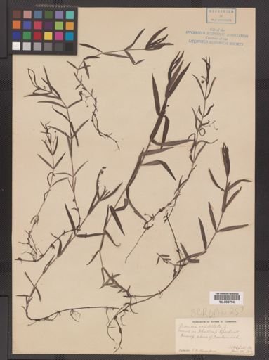 Veronica scutellata