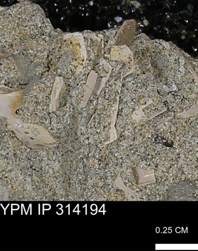 undet. Scaphopoda