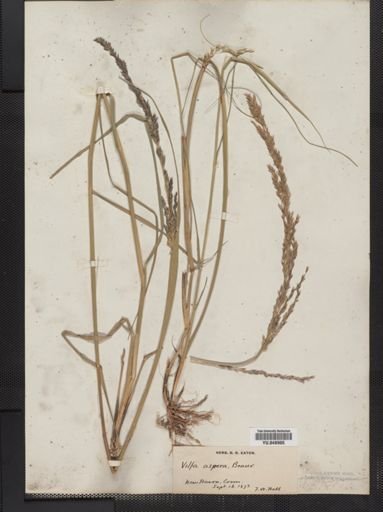 Sporobolus asper