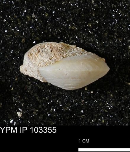 Poecilozonites bermudensis zonatus