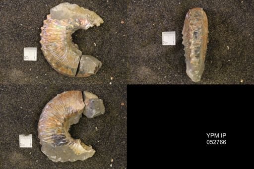 Jeletzkytes nebrascensis