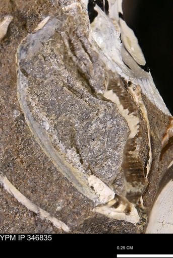 undet. Bivalvia