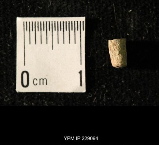 Pseudorthoceras knoxense