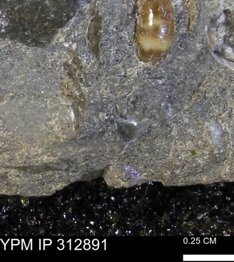 undet. Bivalvia