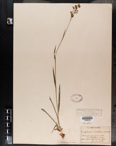 Scirpus lineatus