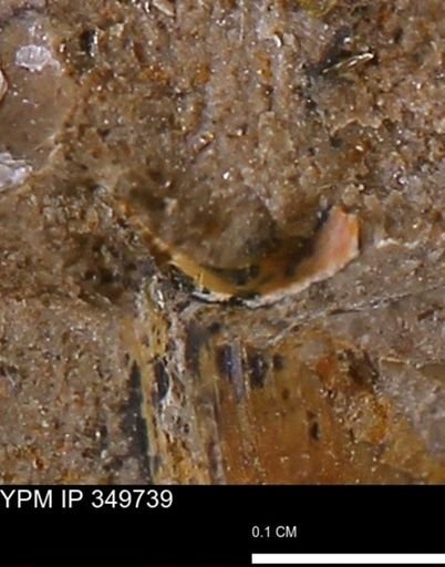 undet. Mollusca