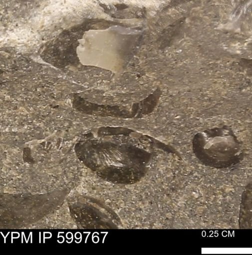 Protocardia subquadrata