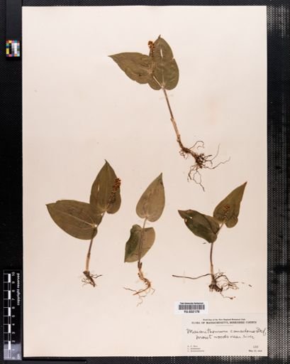 Maianthemum canadense