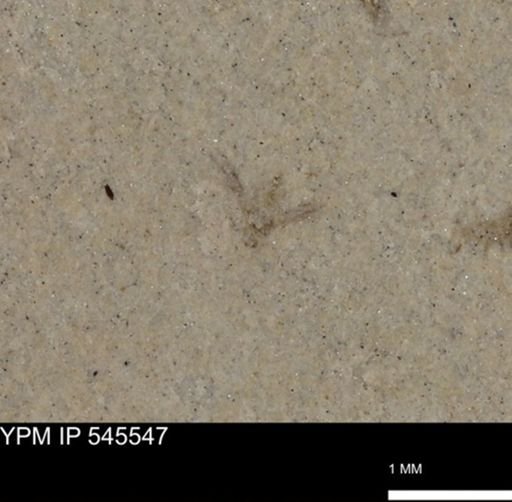 undet. Insecta