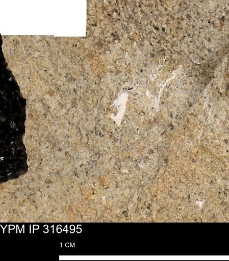 undet. Mollusca
