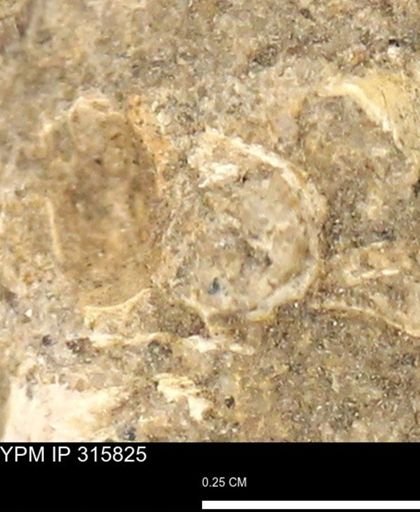 undet. Mollusca