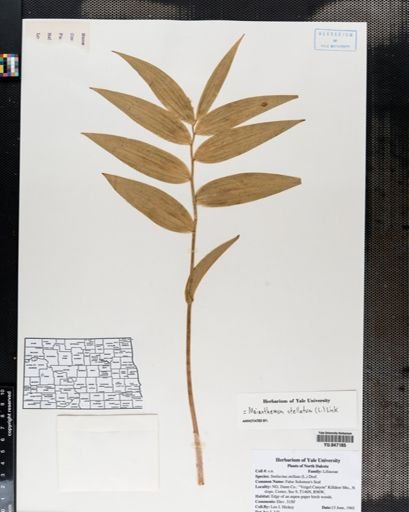 Smilacina stellata