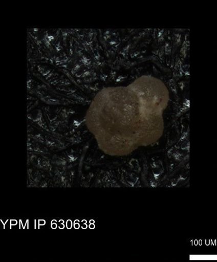 undet. Rugoglobigerinidae
