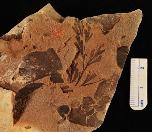 Sphenopteris sp.