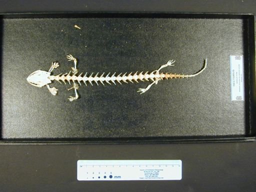 Necturus