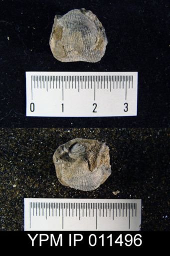 Linoproductus waagenianus