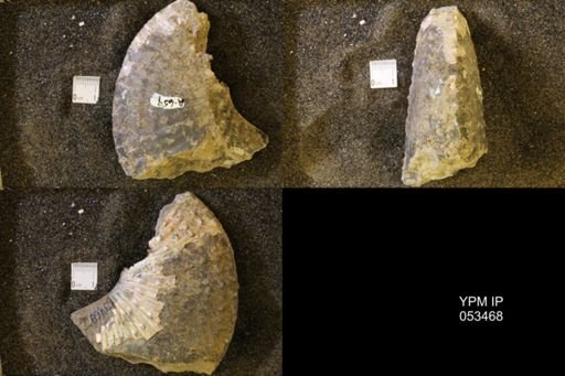 Jeletzkytes nebrascensis