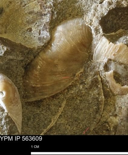 Limopsis striatopunctatus
