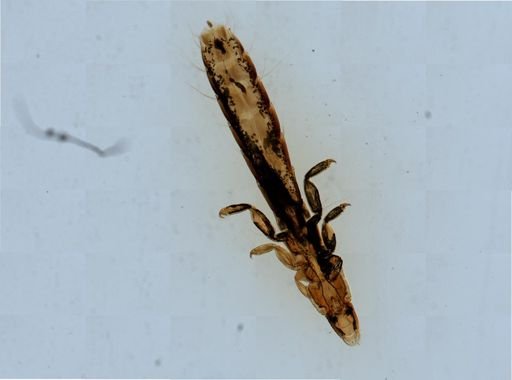 Columbicola columbae