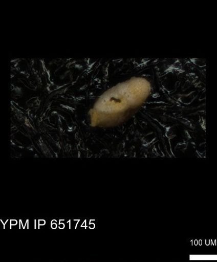 undet. Foraminiferida