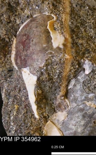 undet. Mollusca