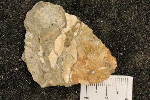 undet. Inoceramidae