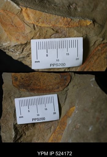undet. Porifera