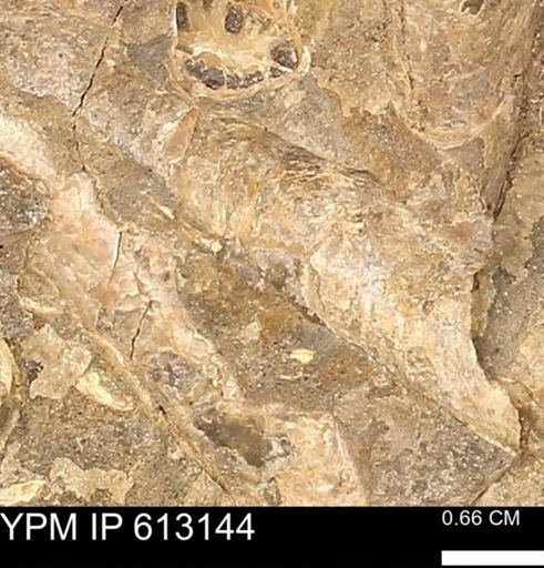 Baculites sp.