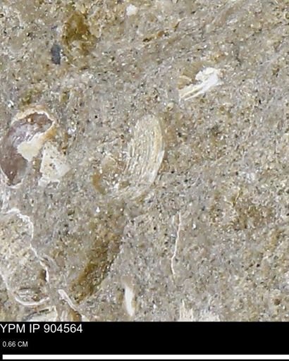 undet. Bivalvia