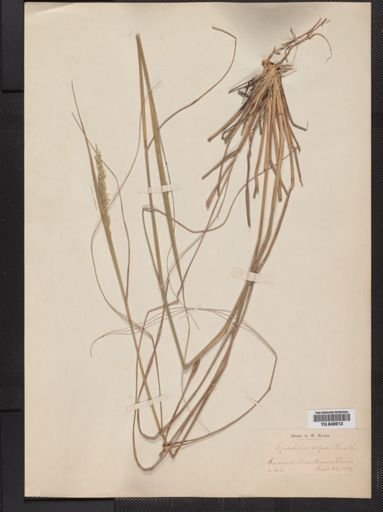 Sporobolus asper