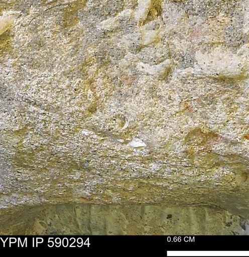 undet. Mollusca